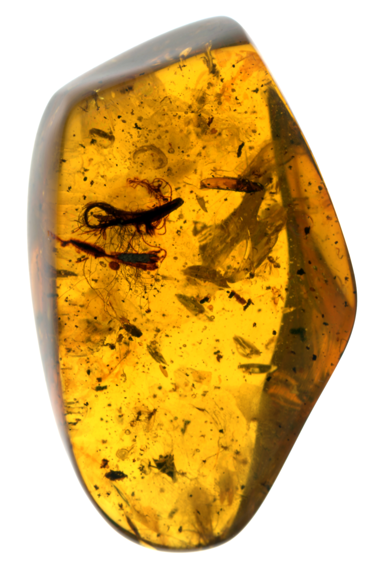 sf-palaeozoology-i-amber-research
